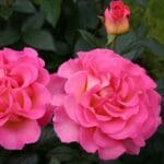 Ruža čajevka Roze raj - Slika 3