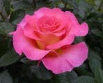Ruža čajevka Roze raj - Slika 4