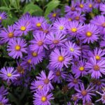 Aster Novi Belgii - Slika 2
