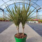 Dracena šarenolisna - Slika 3