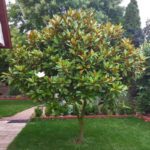 Zimzelena Magnolija