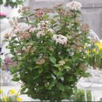 Viburnum Spirit - Slika 2
