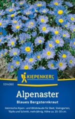 Alpski aster - Slika 2