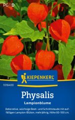 Krupnocvetni Lampion - Slika 2