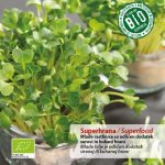BIO Rotkva Daikon za klice i mikrobilje - 1+1 gratis