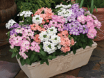 Verbena Pastel Mix - Slika 2