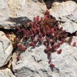 Sedum Koralni Tepih - Slika 2