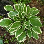 Hosta Marginata - Slika 2