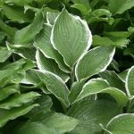 Hosta Marginata - Slika 3