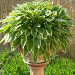 Hosta Marginata - Slika 4