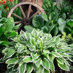 Hosta Marginata - Slika 5