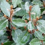 Eleagnus