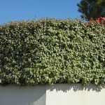 Eleagnus - Slika 2