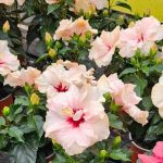 Hibiskus Bebi Roze - Slika 2