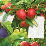 Bio Plantella bele lepljive pločice - Slika 2