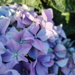 Hortenzija Plava Čarolija - Slika 8