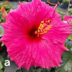 Hibiskus - Slika 2