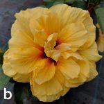 Hibiskus - Slika 3