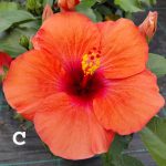 Hibiskus - Slika 4