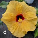 Hibiskus - Slika 5