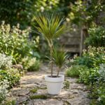 dracena dva stabla