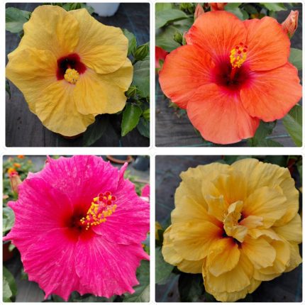 Hibiskus