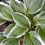 Hosta Albomarginata - Slika 2