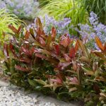 Viburnum Slatki - Slika 2