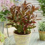 Viburnum Slatki - Slika 3
