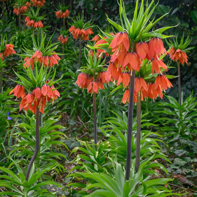 20798-Fritilaria-Rubra-1 Carska kruna crvena - Slika 1