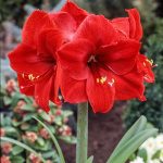 Amarilis Crveni
