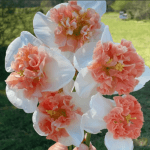 Narcis Vatra - Slika 2