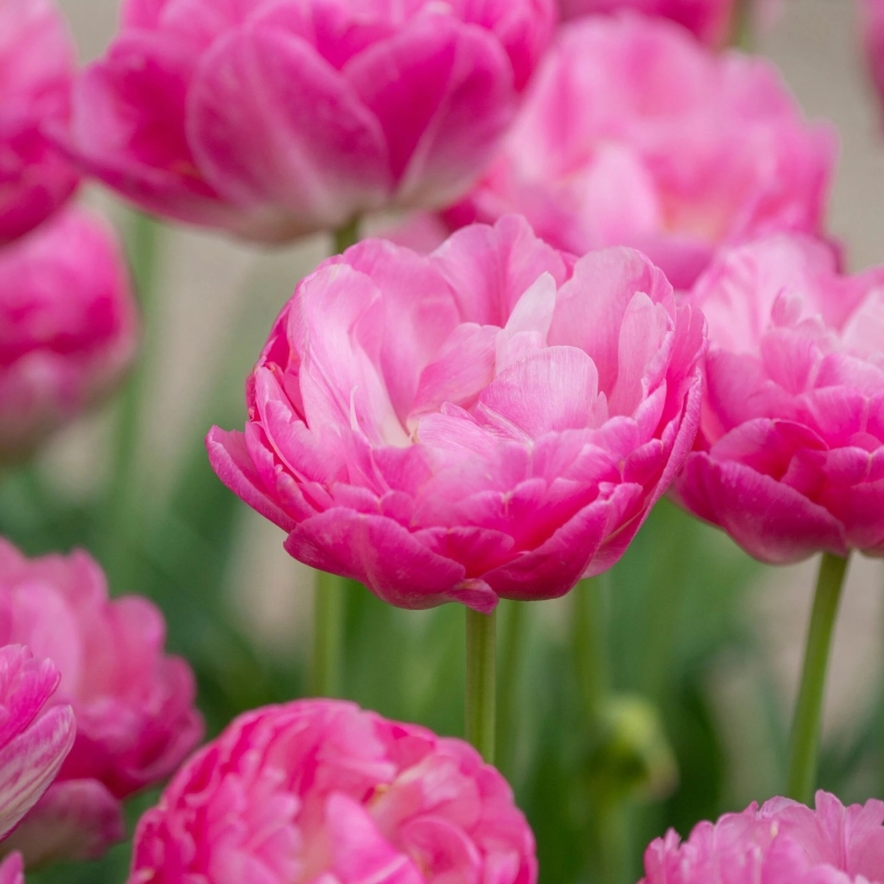 20973-Tulip-Pink-size Lala Pink - Slika 1