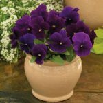 Viola mnogocvetna Purpurna