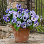 Viola krupnocvetna Marina