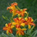 Hemerokalis Franc Hals - Slika 2