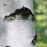 Breza - Slika 2