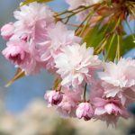 Japanska trešnja Kikušidare - Slika 2