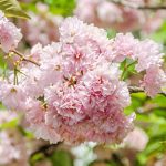 Japanska trešnja Kanzan - Slika 2