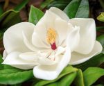 Zimzelena Magnolija - Slika 2