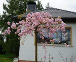Japanska trešnja Kikušidare - Slika 3