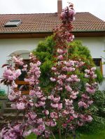 Japanska trešnja Rojal - Slika 4