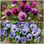 Viola krupnocvetni Mix