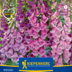 Digitalis Poljsko zvono