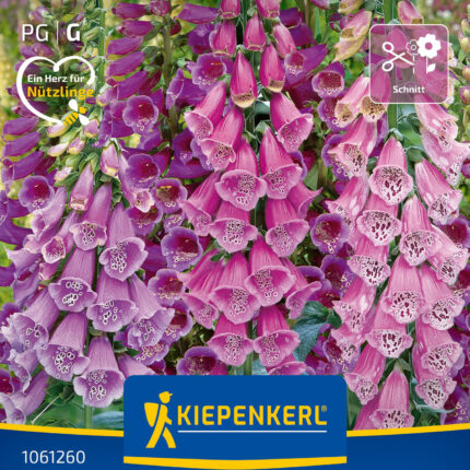 Digitalis Poljsko zvono