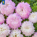 aster opus kiepenkerl
