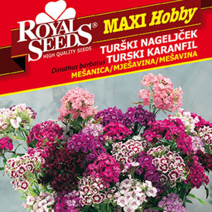turski karanfil seme
