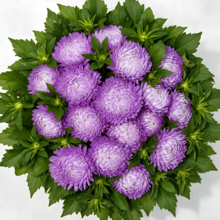 aster božur srebrni