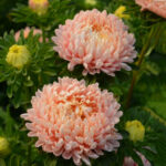 aster bebi roze