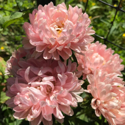 aster bebi roze